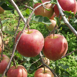 サンふじ 信州 りんご