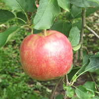 ジョナゴールド