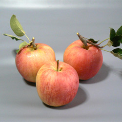 シナノスイート 信州 りんご